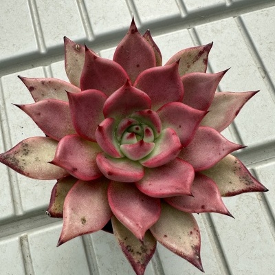 Echeveria romeo 12cm