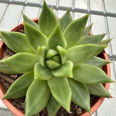 Echeveria agavoides hybrid 17cm