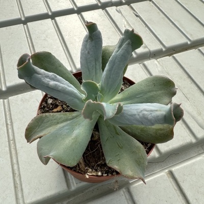 Echeveria culibra 12cm