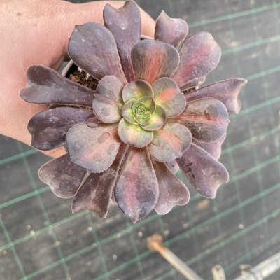 Aeonium kilimanjaro V.8,5cm