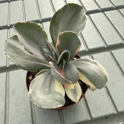 Echeveria decora variegata 12cm